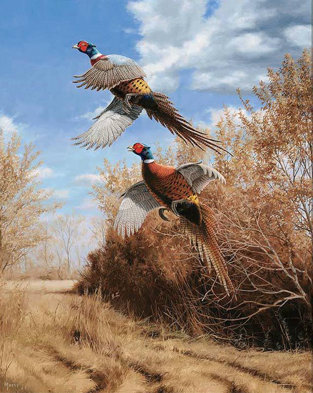 Способы охоты на фазана