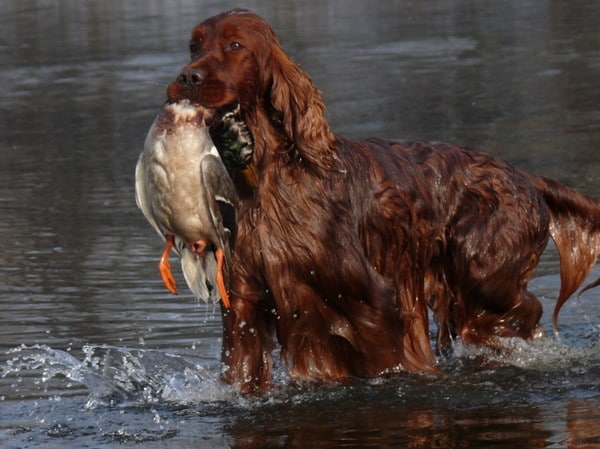 охота на уток с собакой
