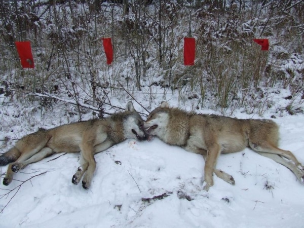 Зимняя охота на волков с флажками