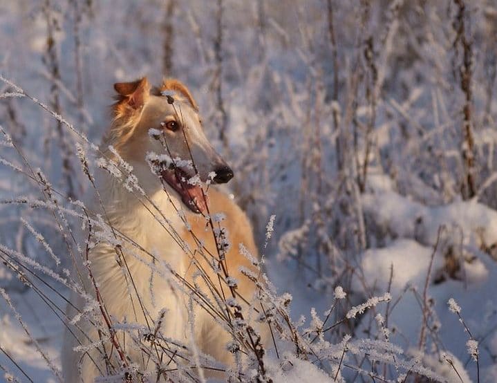 Охотничья собака русская псовая борзая