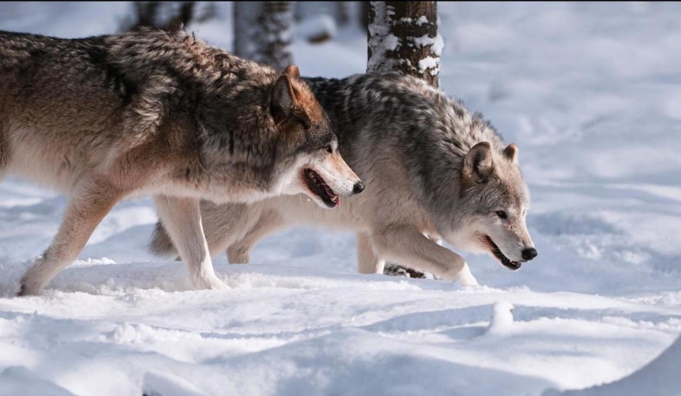 волки на охоте зимой