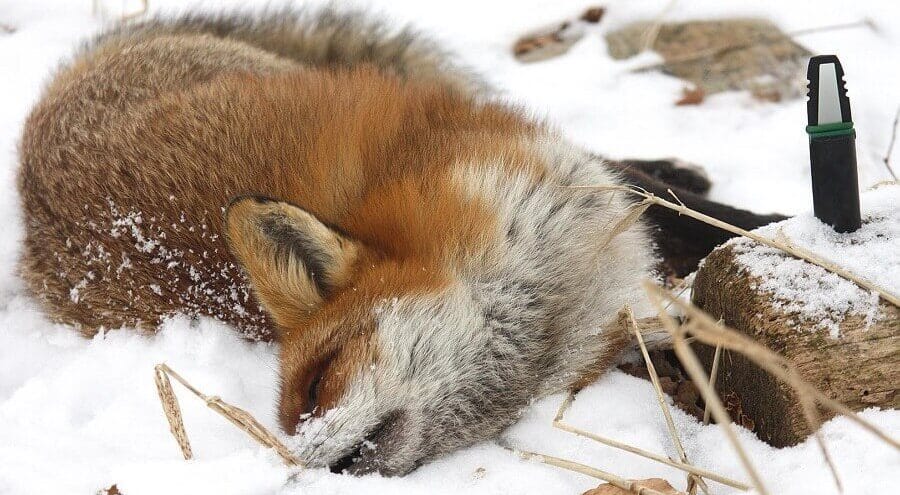 охота на лису зимой