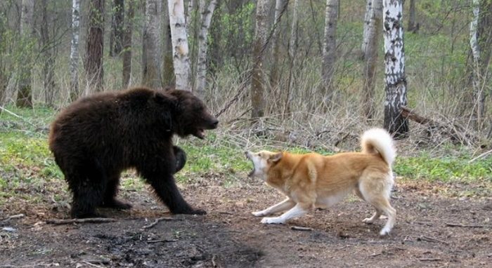 лайка и медведь
