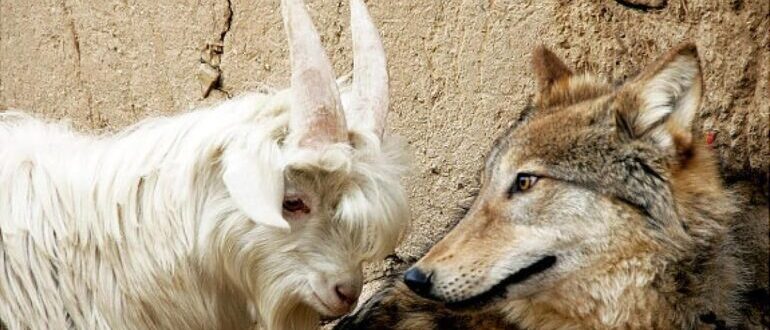 волк и козел